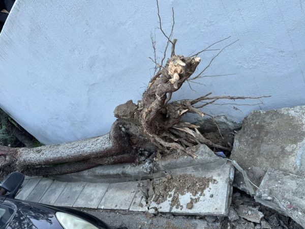 Επί ποδός οι υπηρεσίες του δήμου κατά τη διάρκεια της κακοκαιρίας – Επεμβάσεις σε περισσότερα από 40 σημεία σε 48 ώρες από την Αντιδημαρχία Πρασίνου